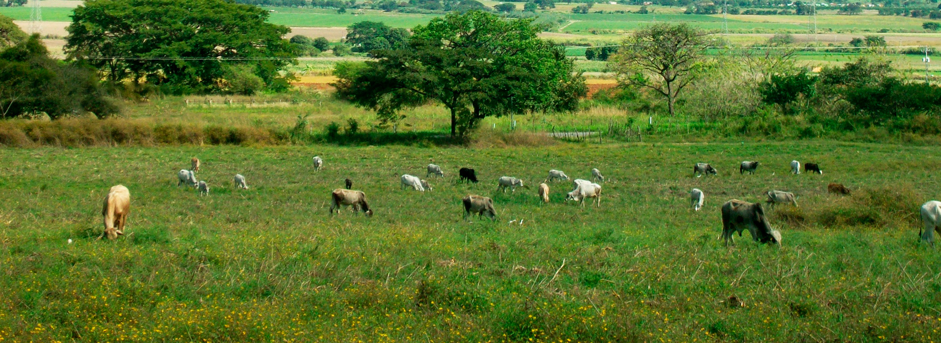 Bolsa Agrícola